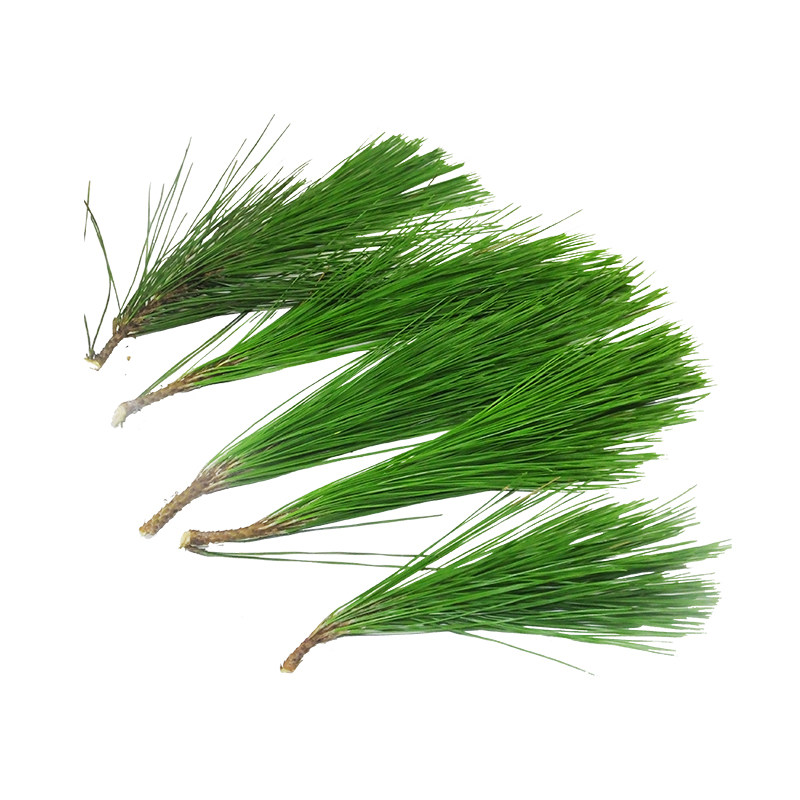 松针新鲜马尾马尾松2斤圣诞树真实松枝布景道具树叶