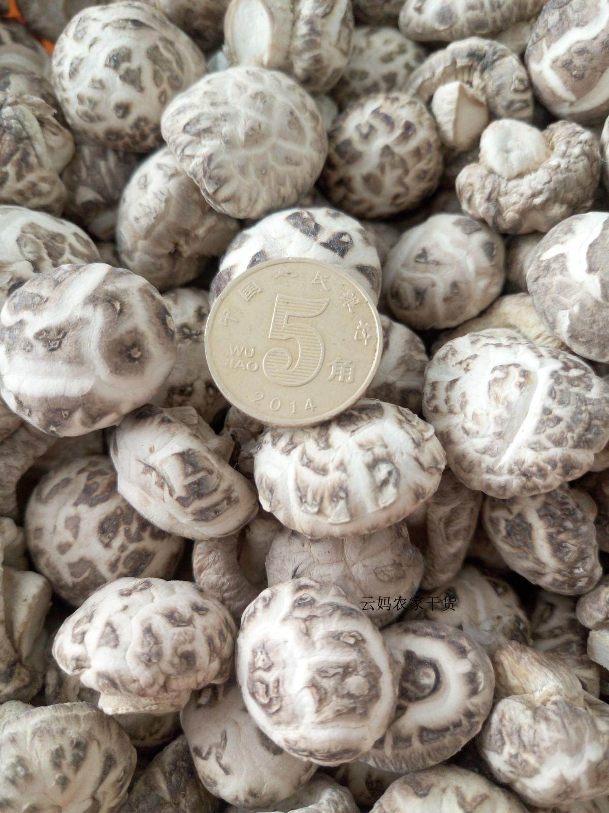 一口一个小白花菇袖珍珠童子迷你菇香冬菇花菇厚肉嘟嘟蘑菇丁500g