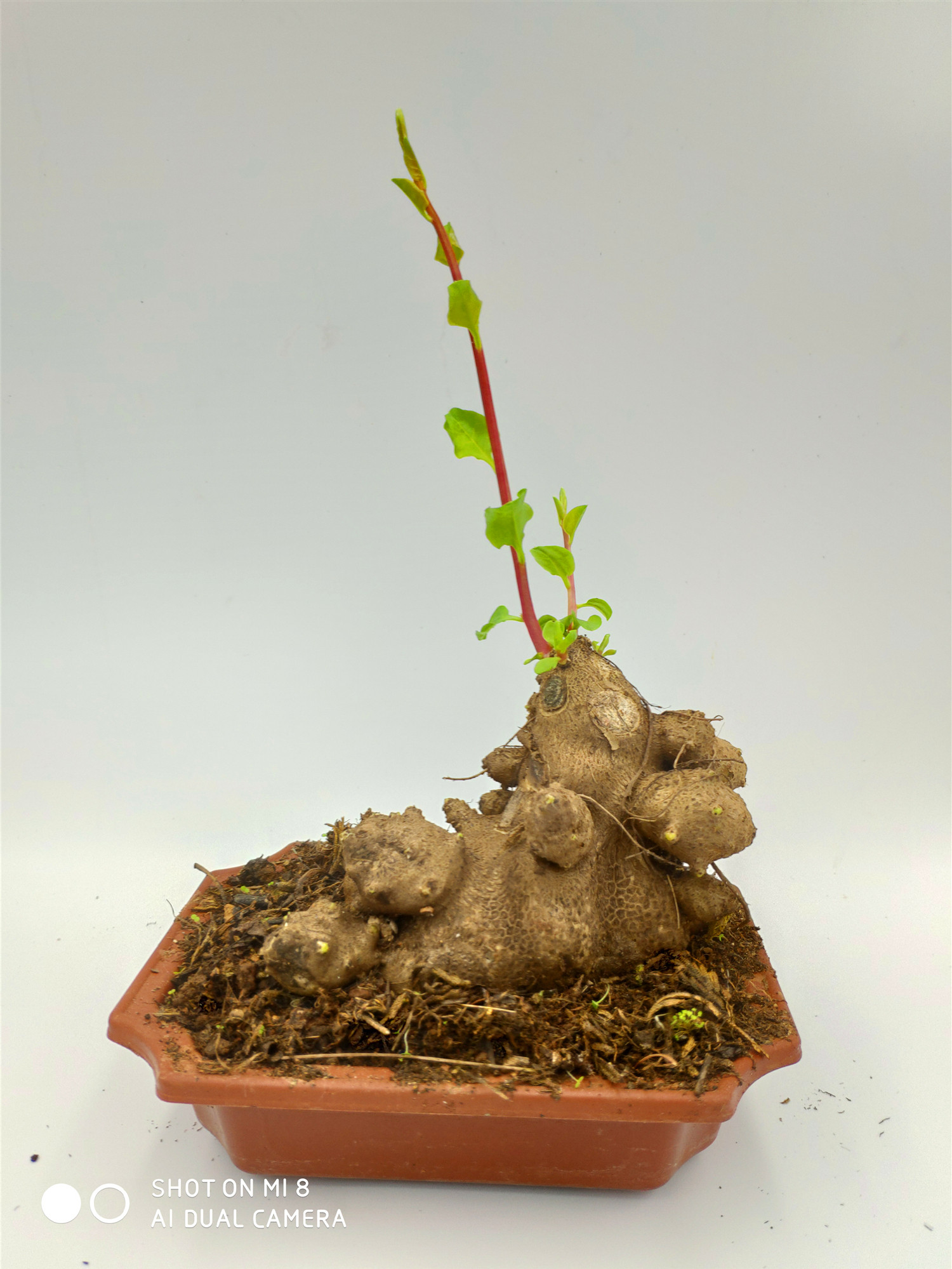 盆栽三七茂盛爬藤植物可食用室内外客厅新房绿植绿植