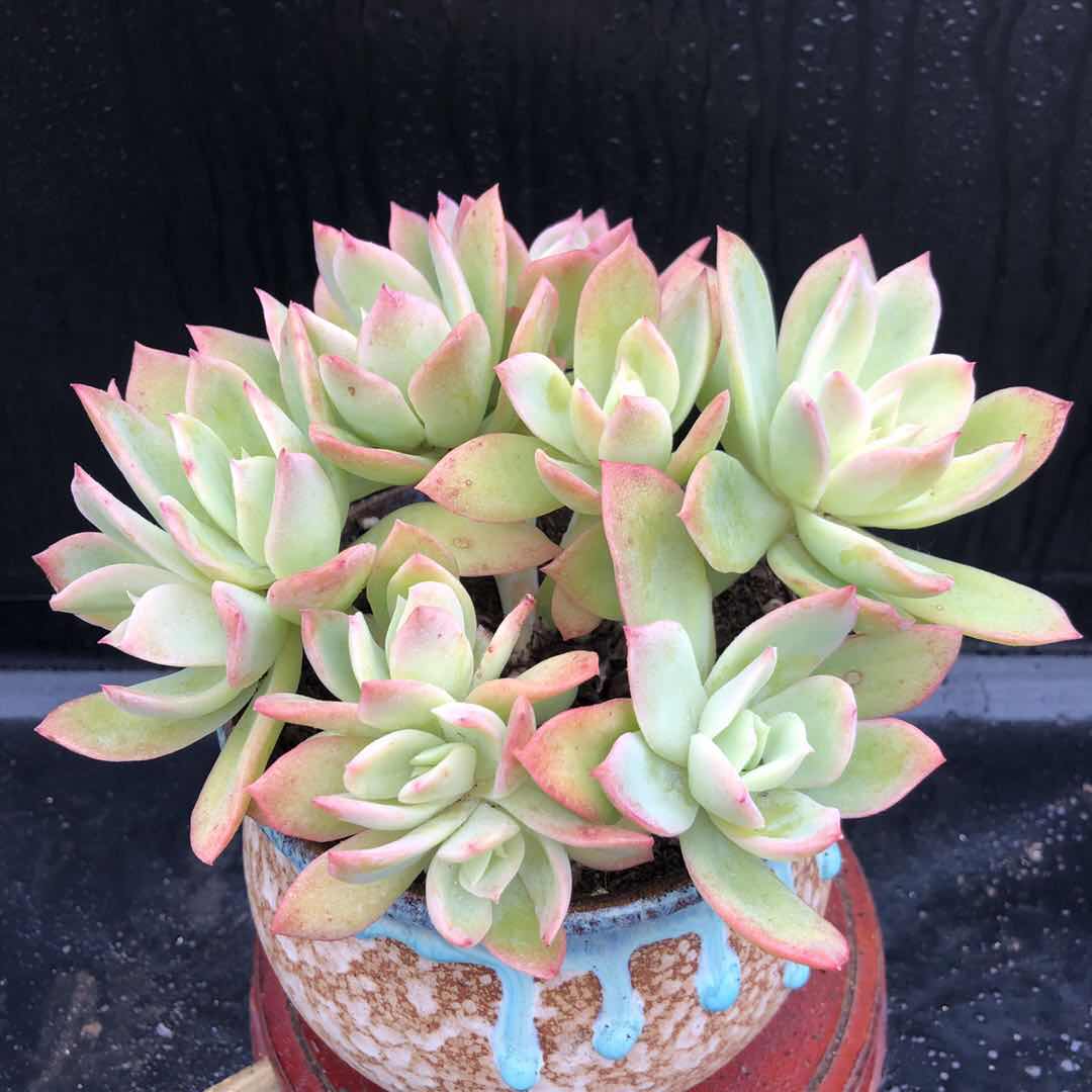 乔伊金辉金色年华华多植物多头整桩一物一拍多肉植物