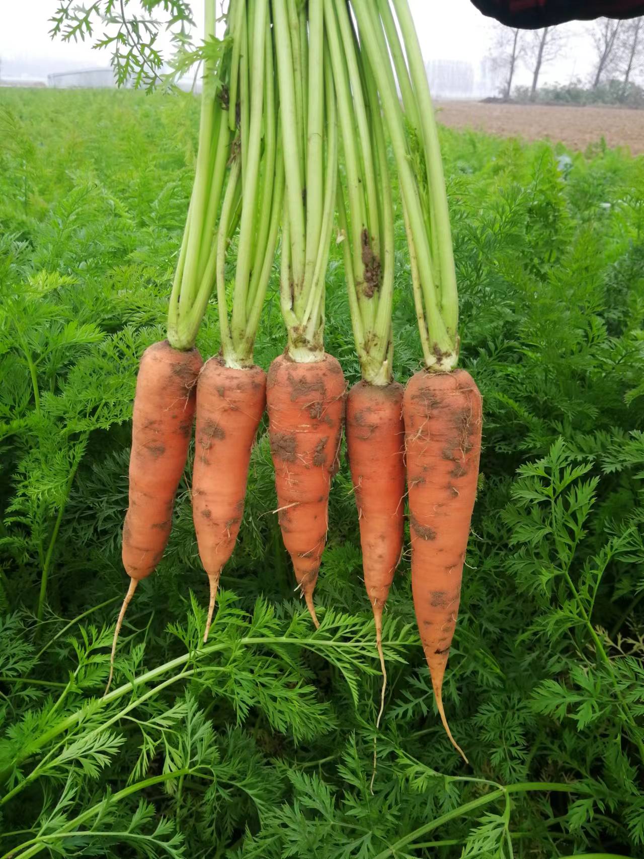 胡萝卜2022新鲜现挖品种5斤自家转基因带泥水果萝卜