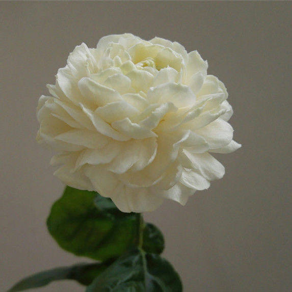 正宗三叶轮生虎头茉莉重瓣狮头茉莉阳台庭院盆栽芳香浓郁花期长