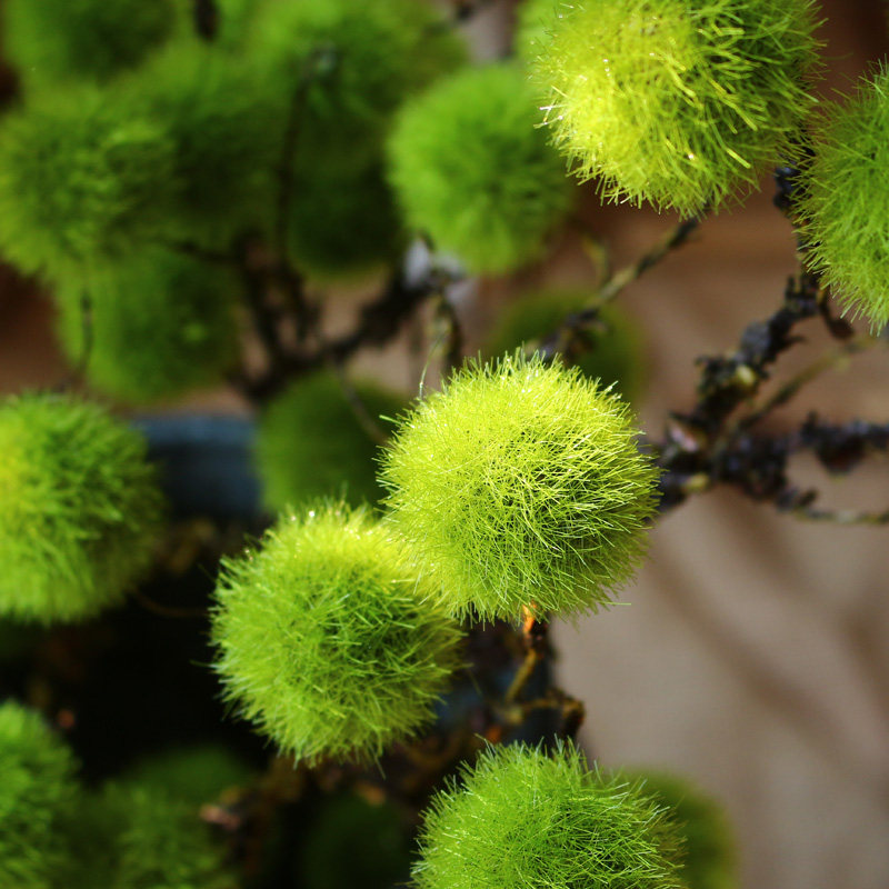 觅点库绿绒球仿真花插插花搭配装饰花艺摆件仿真花