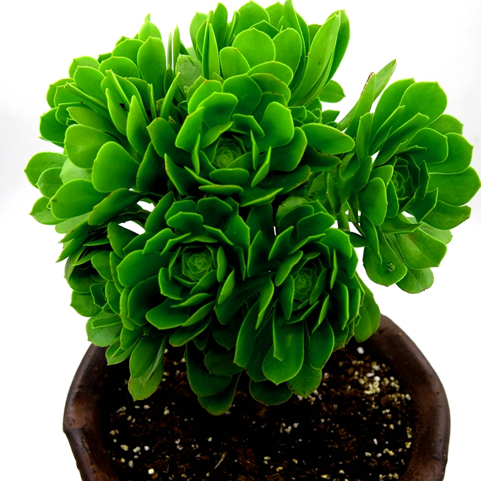 黑法师多肉植物之绿羊绒老桩香馥群生一物一拍花卉盆景绿植包邮