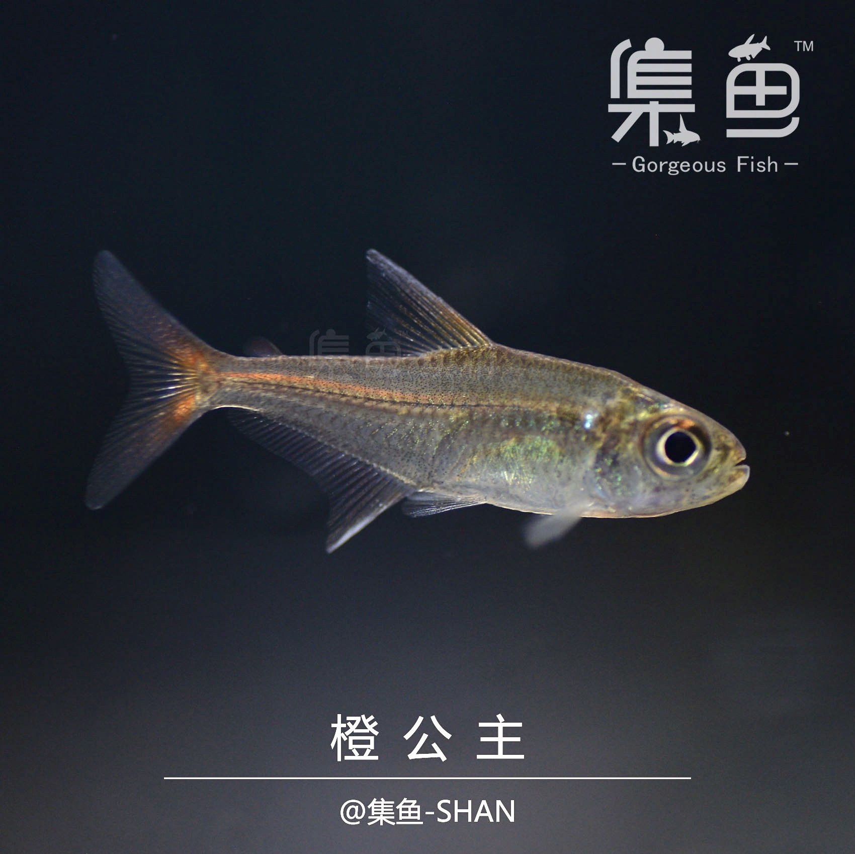 集鱼公社橙子公主23cm灯鱼巴西野生南美热带鱼