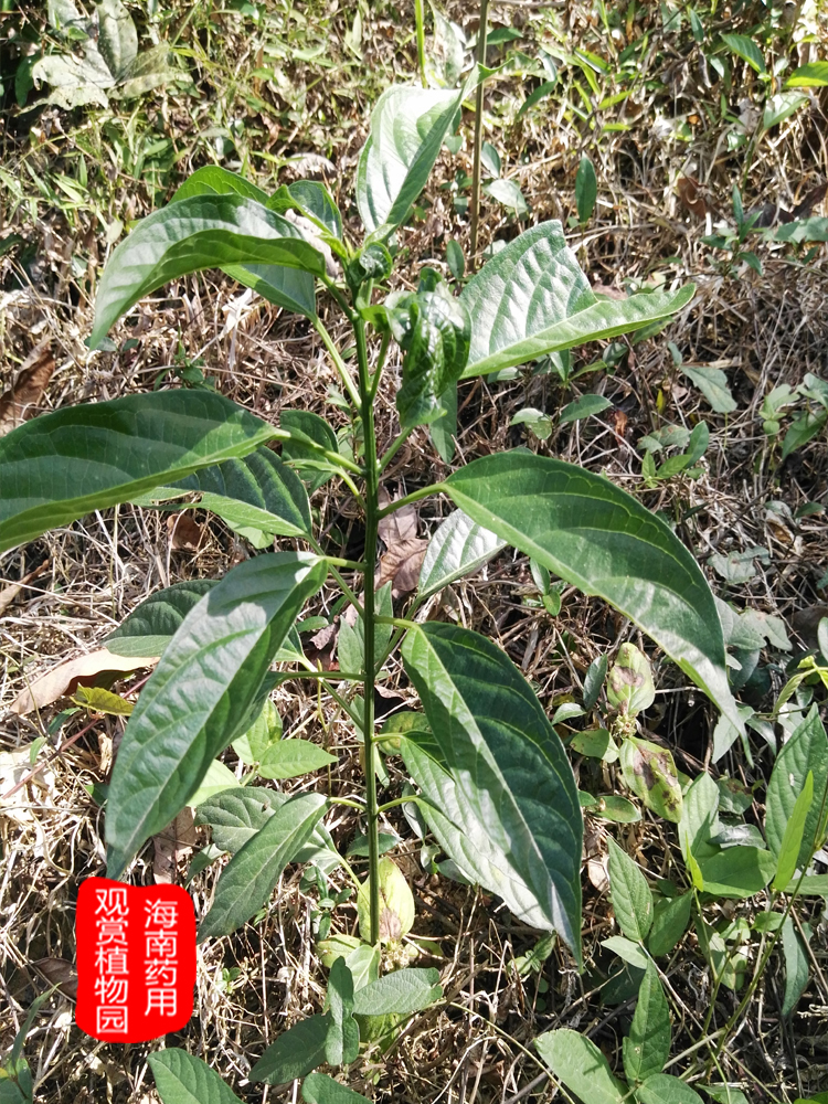 大青叶板蓝根野生药用植物清热解毒名贵中草药材盆栽