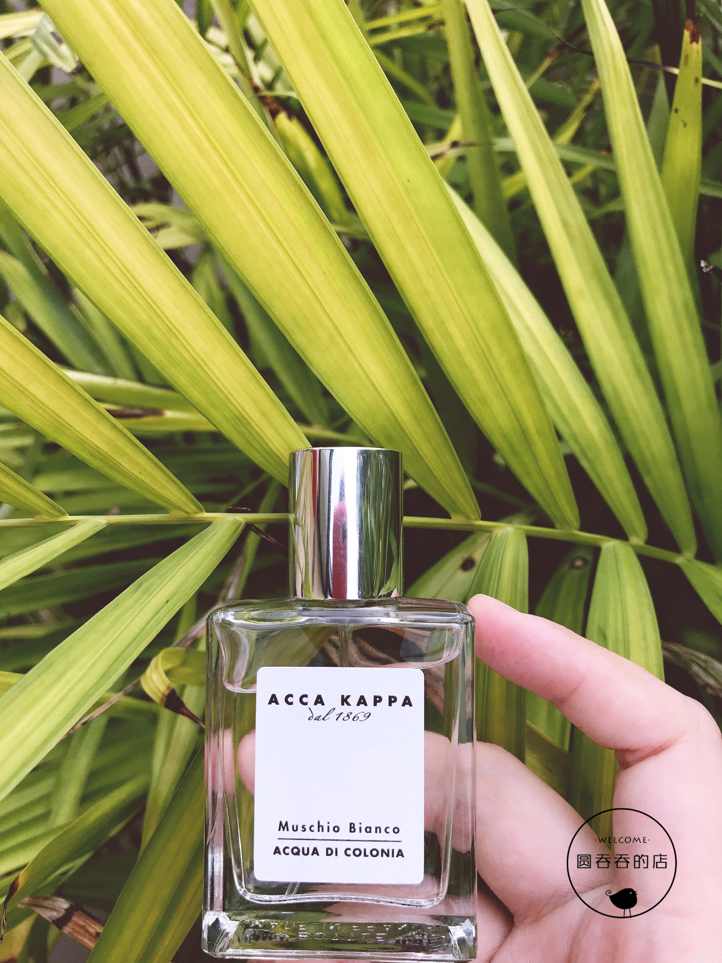 味道清新洁净 中性香 acca kappa白麝香白苔香水