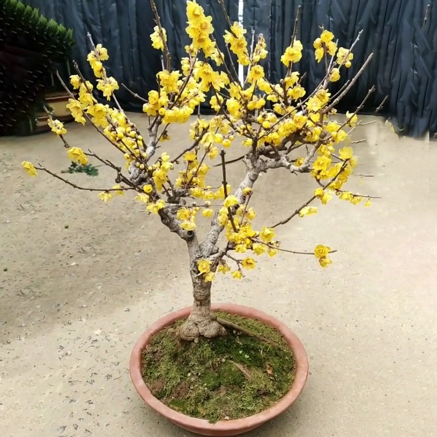 腊梅素心老树树桩盆栽梅花盆景蜡梅植物室内时令草本花卉