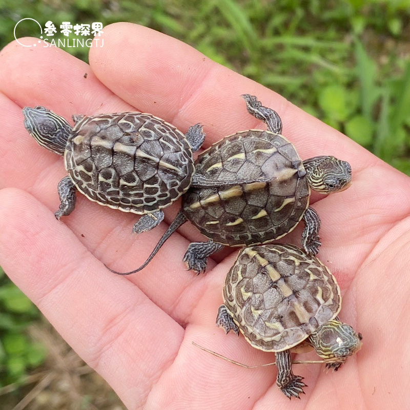 中华花龟小乌龟活物金线珍珠龟草龟花龟苗活体龟
