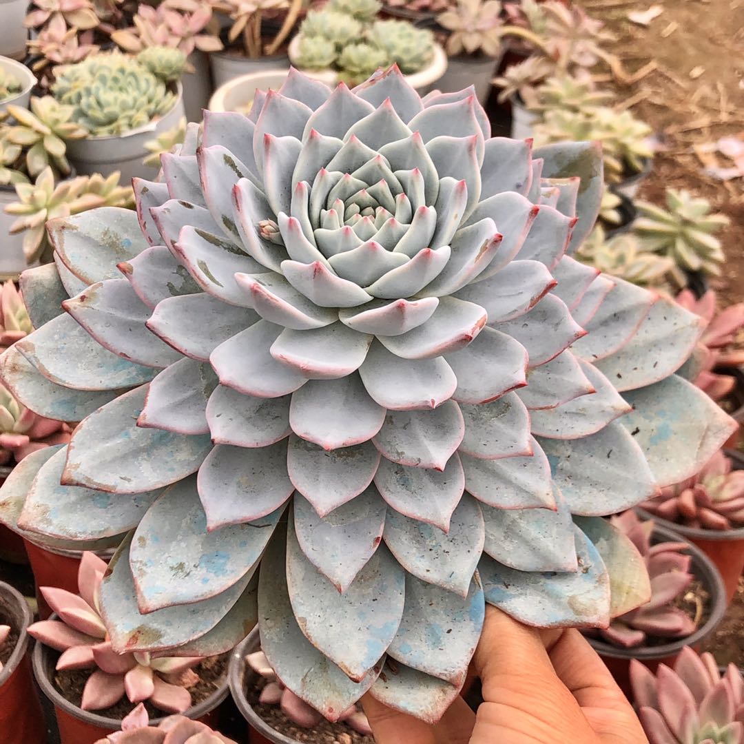 尺寸植物多肉蓝鸟大单头超大叶层多超级大多组合多肉植物