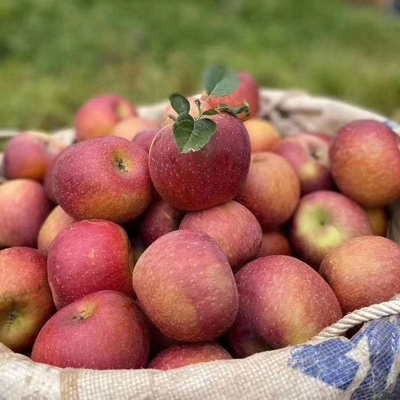 现摘四川大凉山丑苹果盐源冰糖心新鲜水果脆甜当季整箱10斤包邮