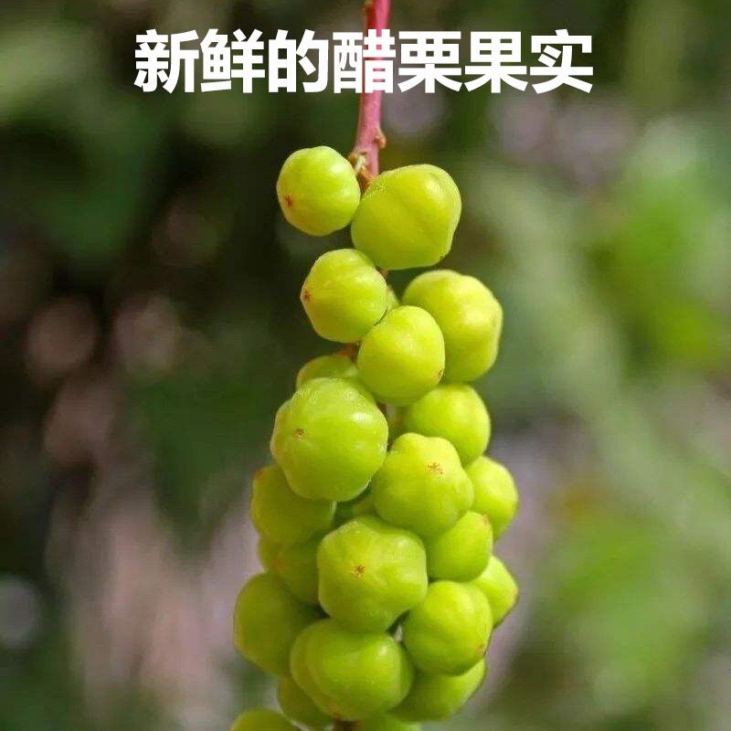 赠工具印度纯天然植物醋栗粉