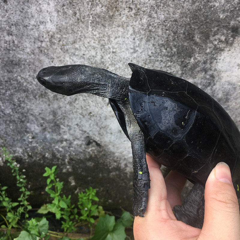 墨龟活体全黑腹乌龟活体中华草龟外塘公草龟风水镇宅黑金特大金线
