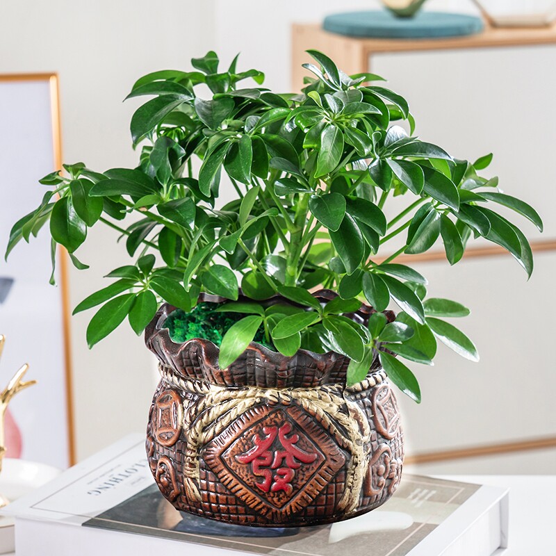 八方来财鸭脚木室内阳台桌面绿植盆栽花卉发财树招财树下载app首页