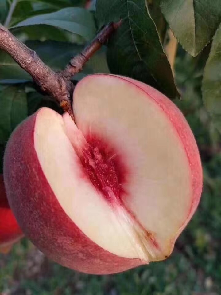现摘今秋蜜桃冬桃秋桃金秋红蜜水蜜桃鲜桃当季桃