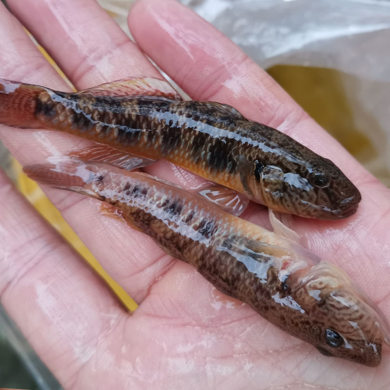 虎鱼子陵褐吻淡水鱼溪流鱼沙虎子原生活体观赏鱼鱼