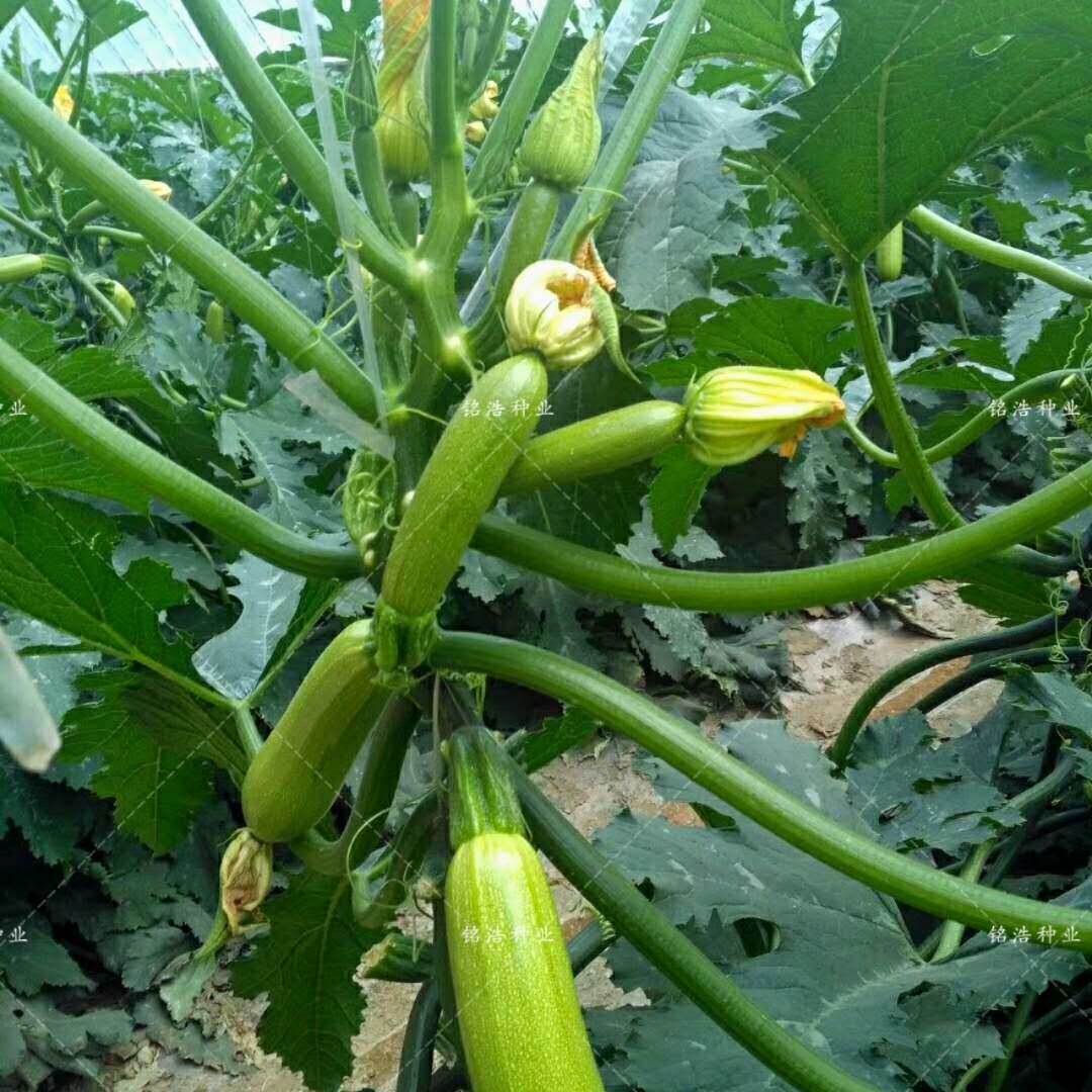 进口西葫芦种子蔬菜种籽高产耐寒抗病深秋越冬种植专用--绿宝石