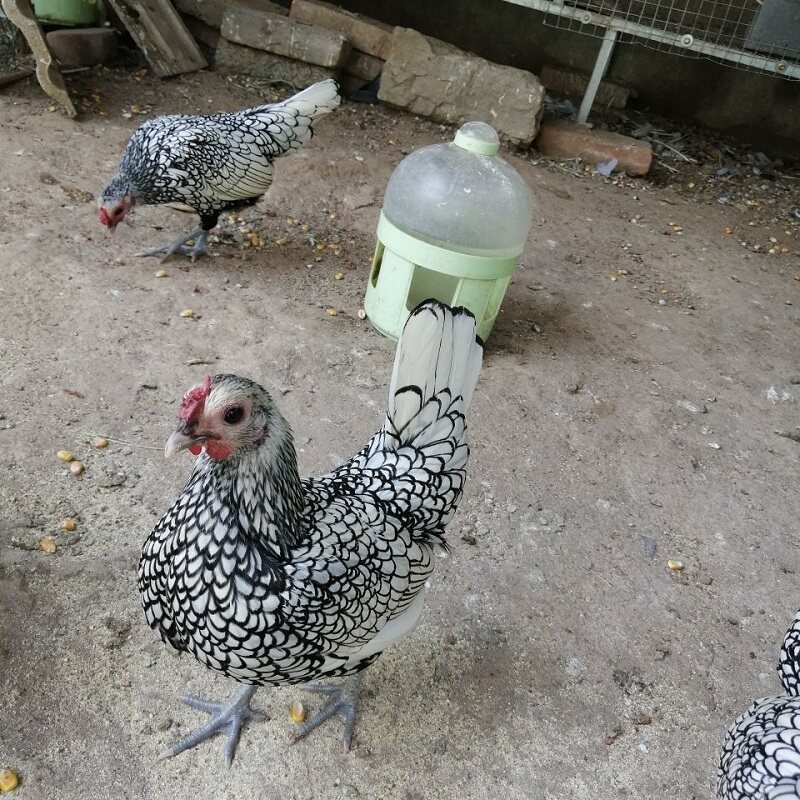 种蛋布莱德观赏进口波兰宠物鸡蛋鸡苗孵化受精鸡蛋