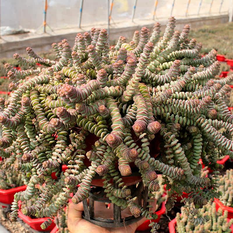 钱串多植物多头群生老桩姬钱串大钱串舞乙女含盆多肉植物
