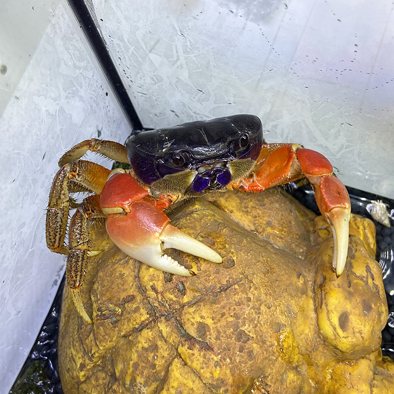 巨型图氏蟹大活泼可爱观赏蟹蟹懒人饲养蟹公蟹