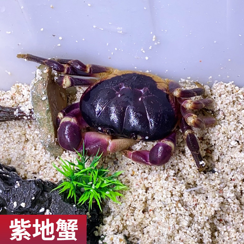 宠物紫地恶魔观赏活体水蟹清洁桌面小宠蟹