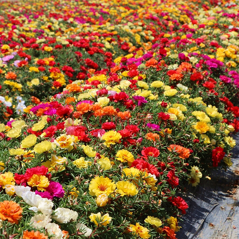 四季太阳花波斯格桑花百日草室外耐旱开花花卉种子庭院家庭园艺种子