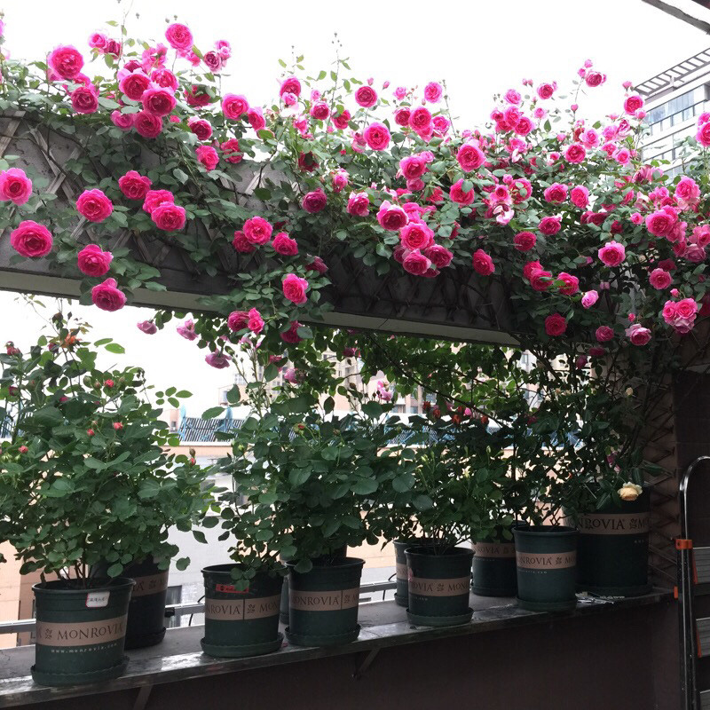 室外阳台爬藤藤架玫瑰玫瑰花花架月季蔷薇盆栽花架