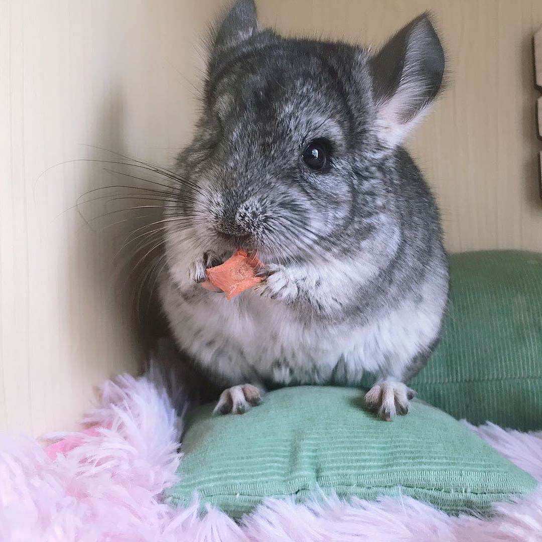 龙猫猫宝宝活物笼子宠物幼崽活体卷毛长毛视频毛绒布艺类玩具