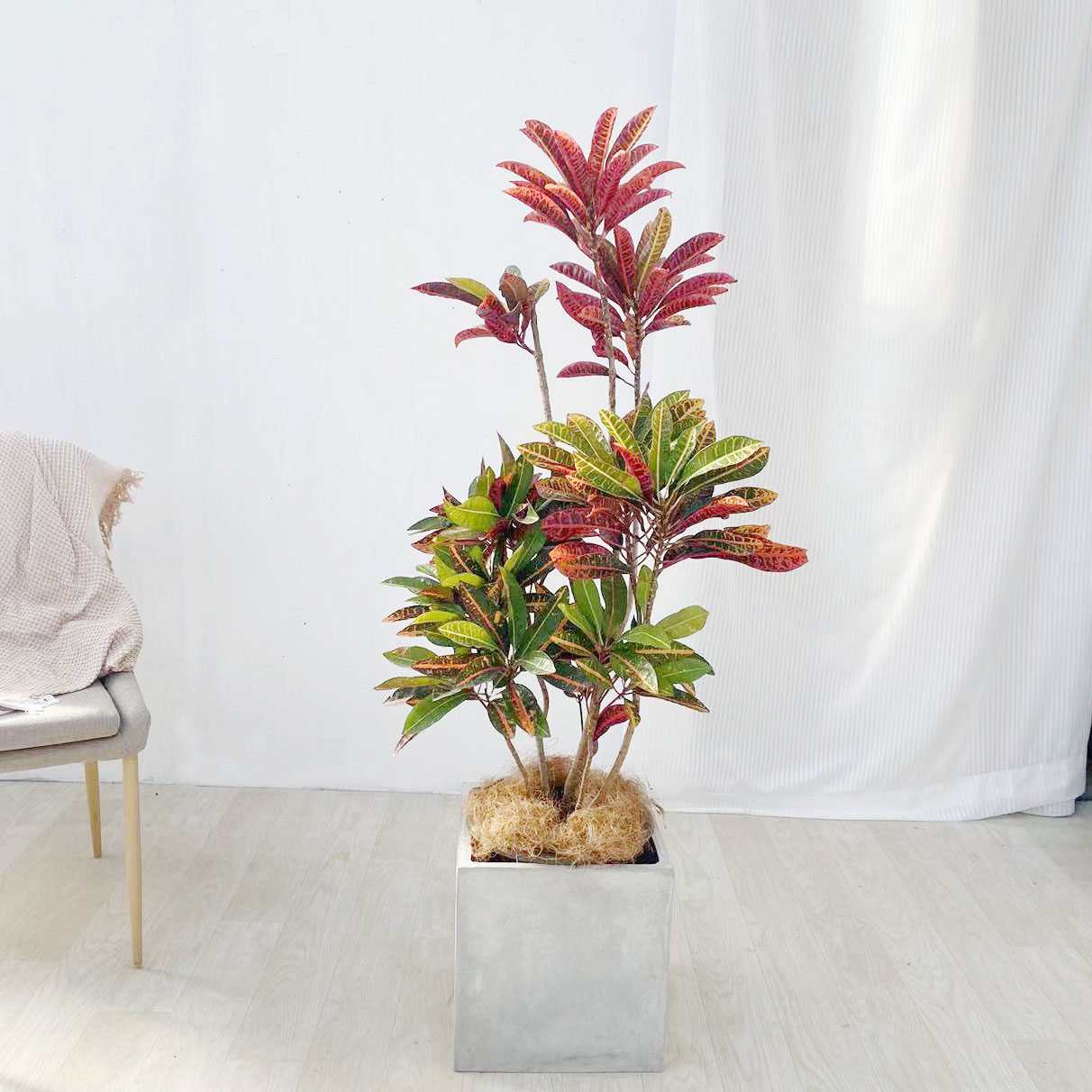 北京同城造型七彩彩变叶木室内大型绿植盆栽大型绿植