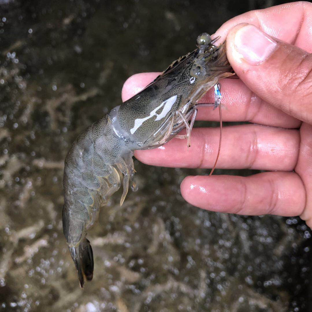 活虾急冻新鲜野生对虾海大虾青虾明虾水产海虾活虾