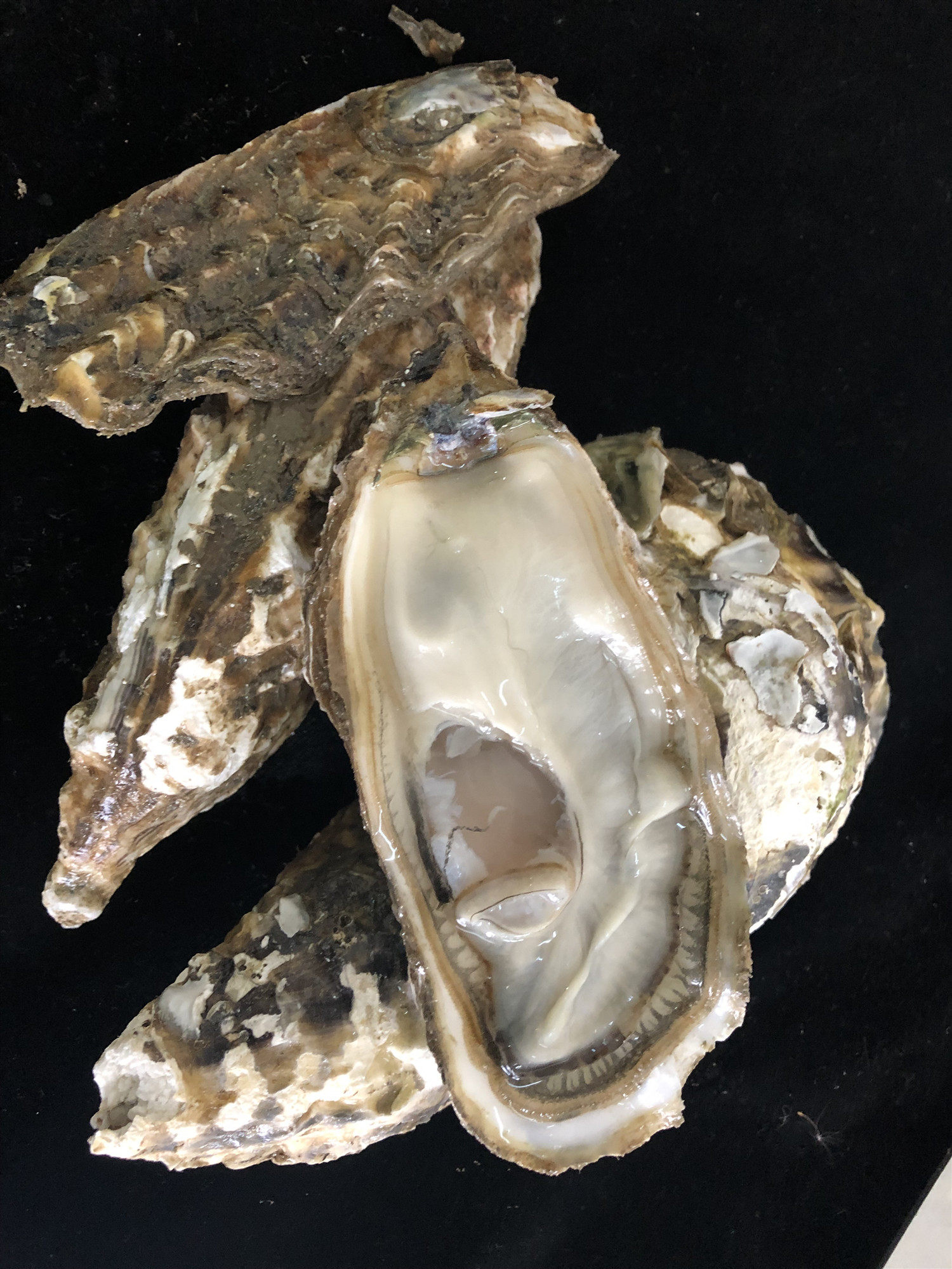 鲜活大生蚝海鲜水产蚝鼓带壳牡蛎海捕野生海蛎子补锌烧烤贝类包邮