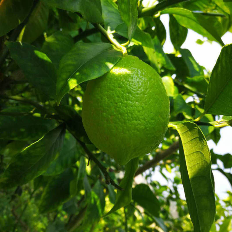 新鲜一级青柠檬包邮尤力克台湾屏东柚香奶茶皮薄柠檬