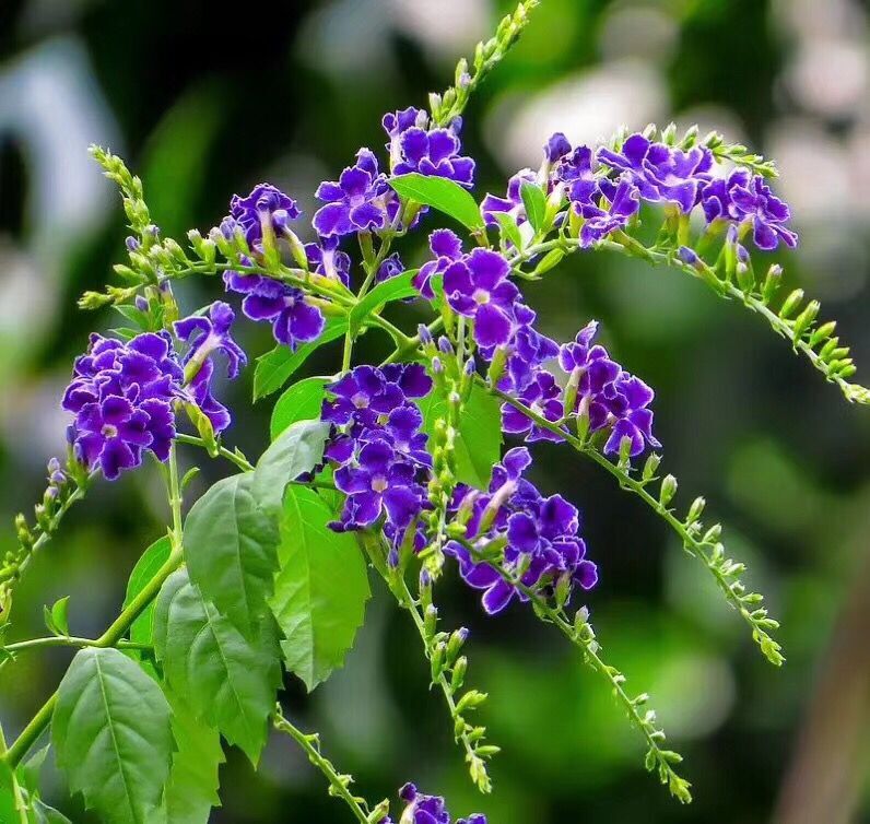 露花蕾丝金露花巧克力花苗甘露多年生植物室内外盆栽时令草本花卉