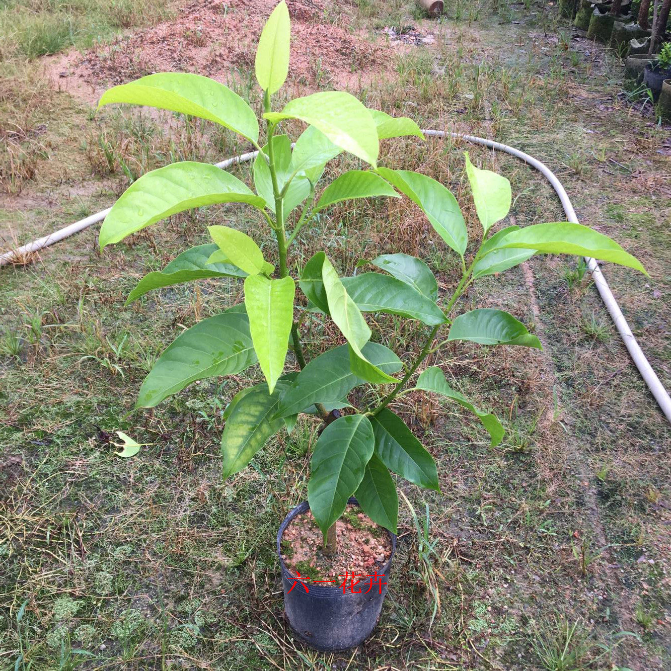 花苗白兰花树苗嫁接玉兰黄角兰阳台盆栽观叶