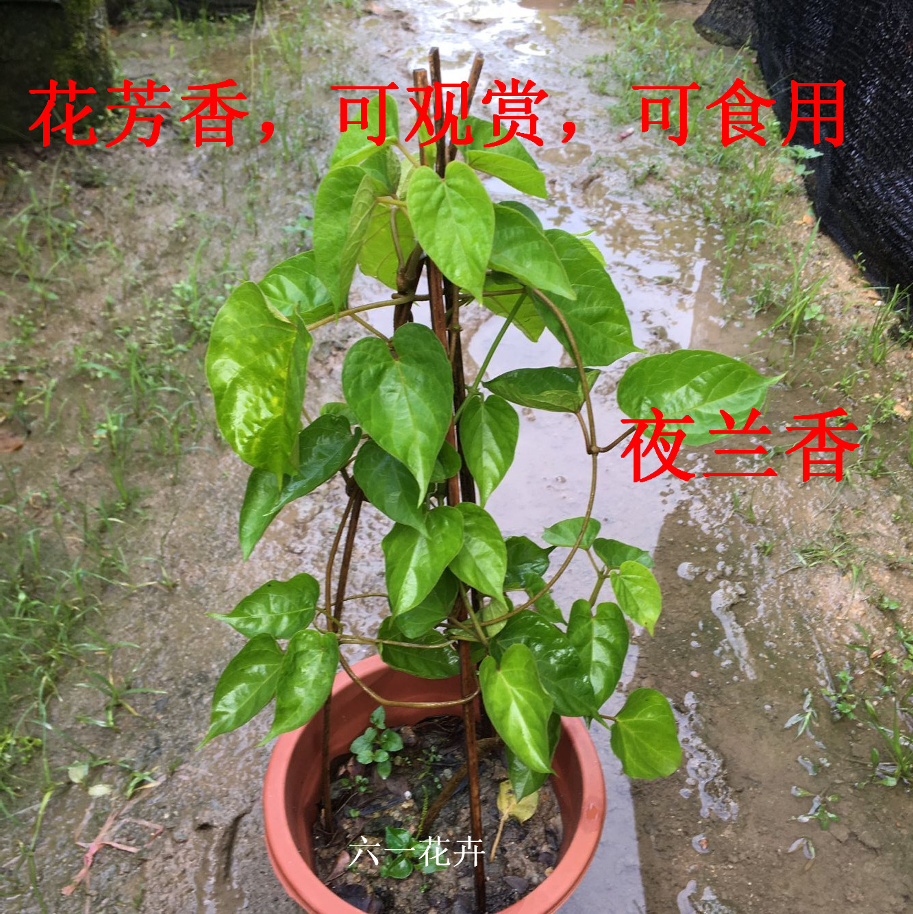 夜兰花种植方法图片