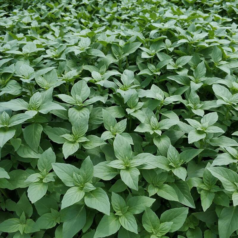 种子盆栽九层塔大叶荆芥食用香草金不换阳台庭院其它