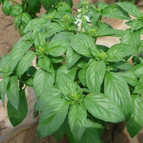 种子盆栽九层塔大叶荆芥食用香草金不换阳台庭院其它