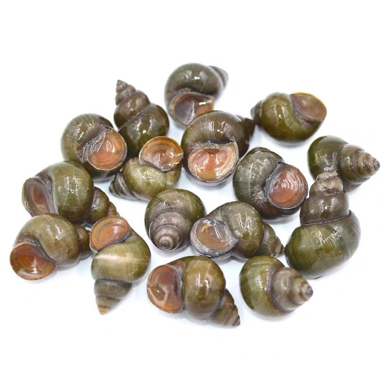 螺丝石螺鲜活新鲜现捕螺蛳活体野生清水夜宵泥螺