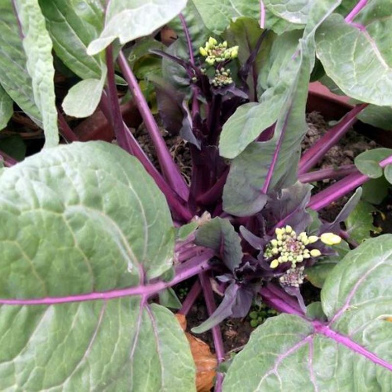 菜苔种子蔬菜菜心红薹四季红苔菜菜菜籽农田其它