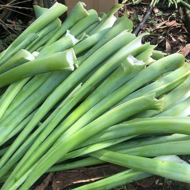 新鲜芋苗杆芋芋荷广菜农家蔬菜可制酸菜泡菜其它