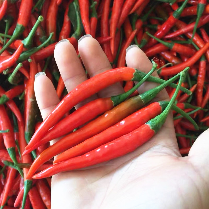 小米椒新鲜特辣特香辣椒红朝朝天广西特产贵州辣椒