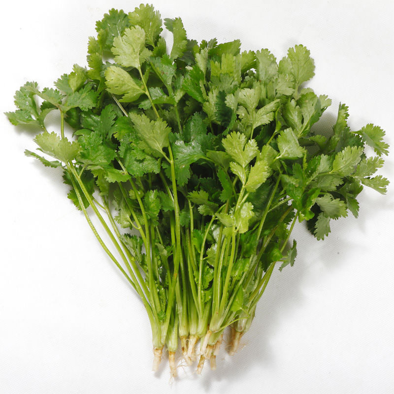 香菜芫荽耐寒菜种蔬菜春季菜籽四季盆栽小叶叶菜类
