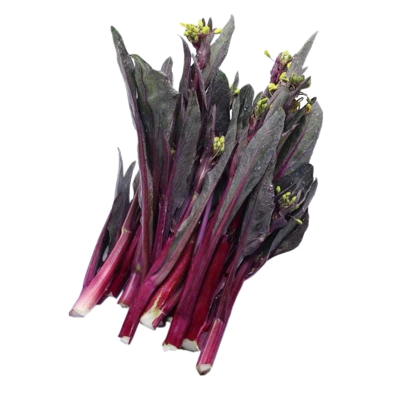 菜苔种子蔬菜菜心红薹四季红苔菜菜菜籽农田其它