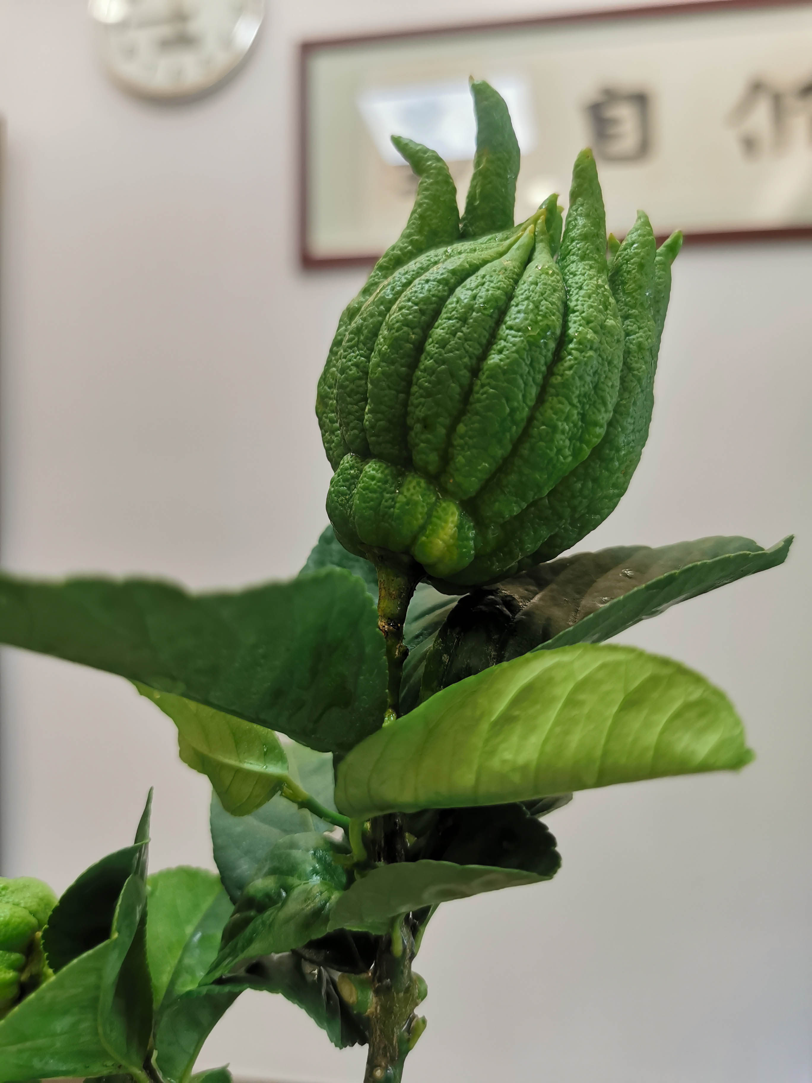 佛手金华干果观赏把玩清供闻香香橼整个果干佛手果