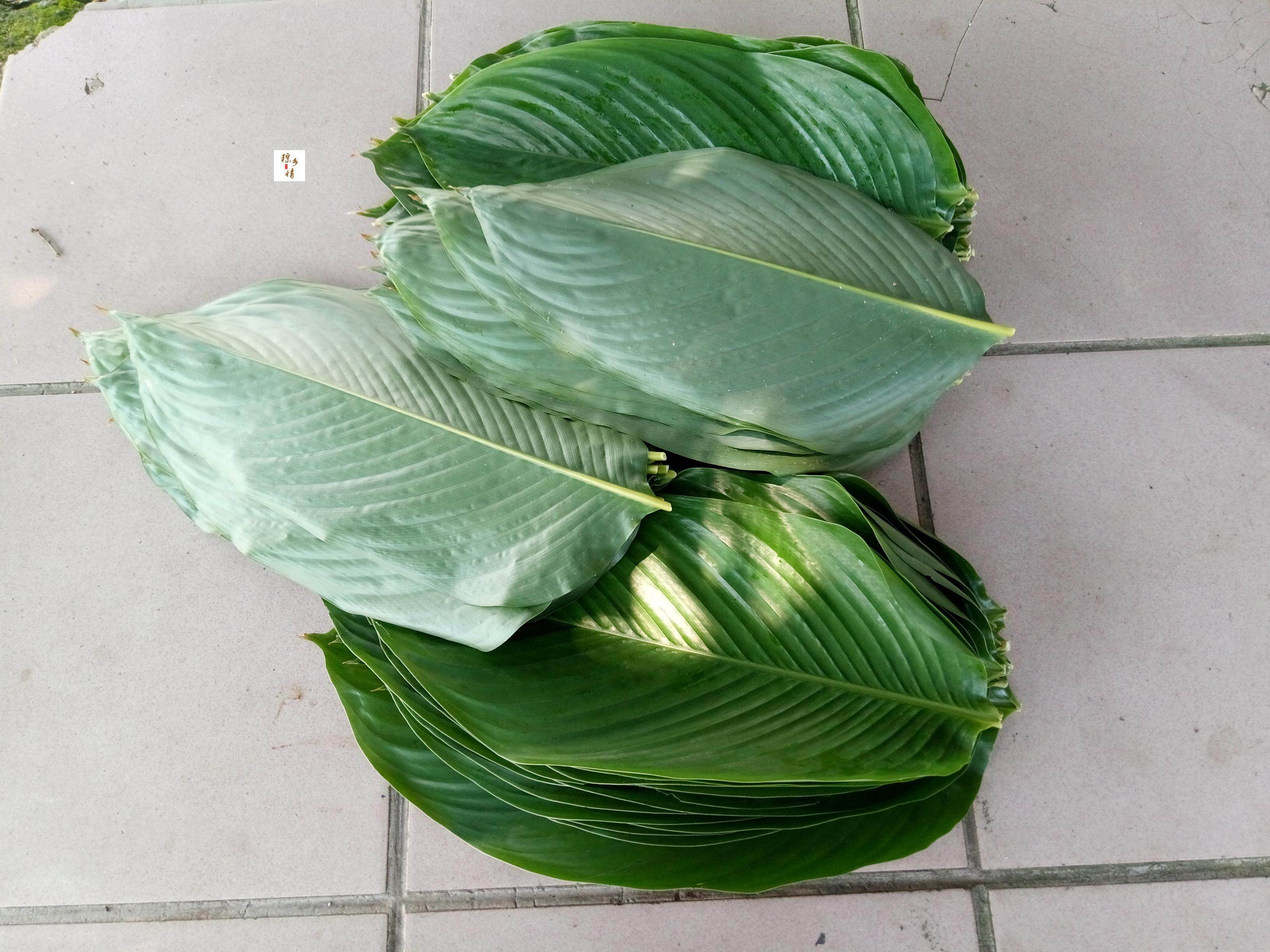 广西大粽子叶苗种种植大粽叶苗柊叶新鲜大冬叶叶苗绿植