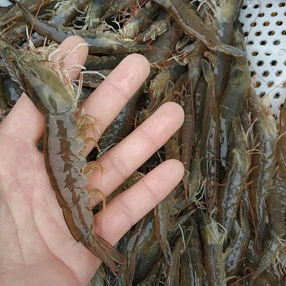 小包明烨大虾海捕活虾新鲜海虾鲜虾青虾1盒装冻虾顺丰包邮