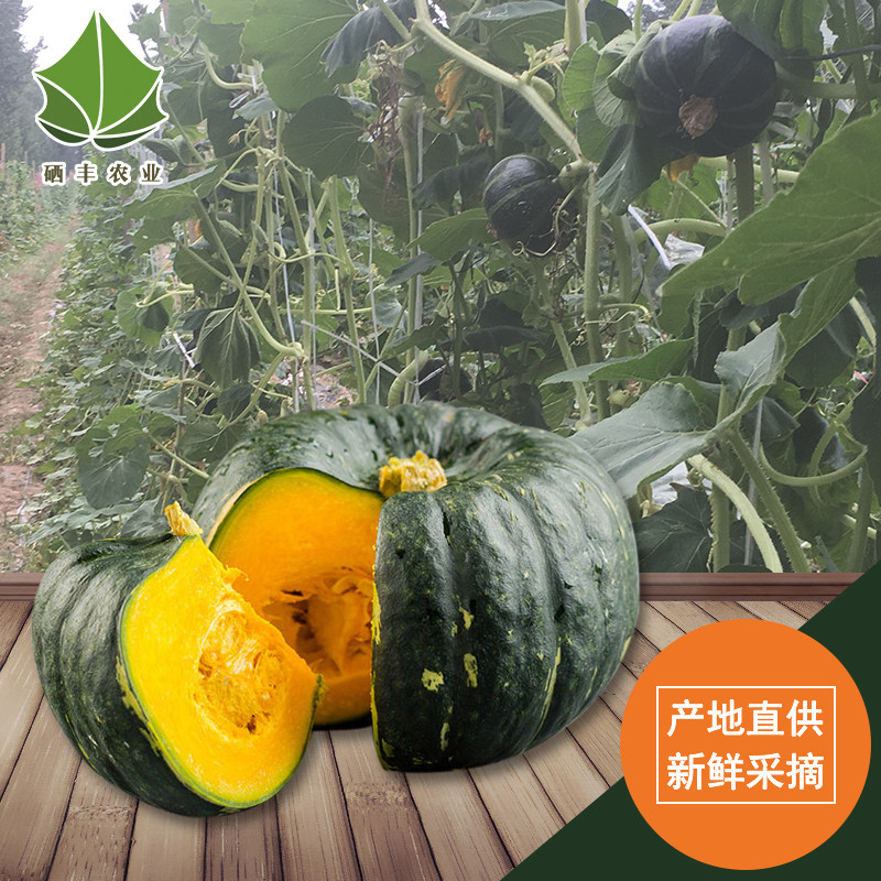 绿贝贝贝板栗南瓜贝栗新鲜采摘迷你小南瓜甜面南瓜
