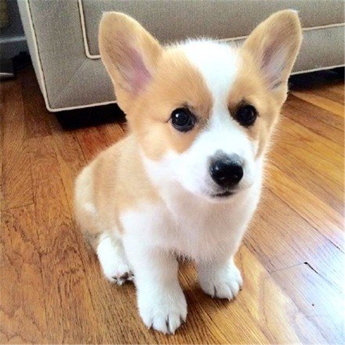 纯种柯基幼犬威尔士双色三色幼崽短腿公母小型狗狗