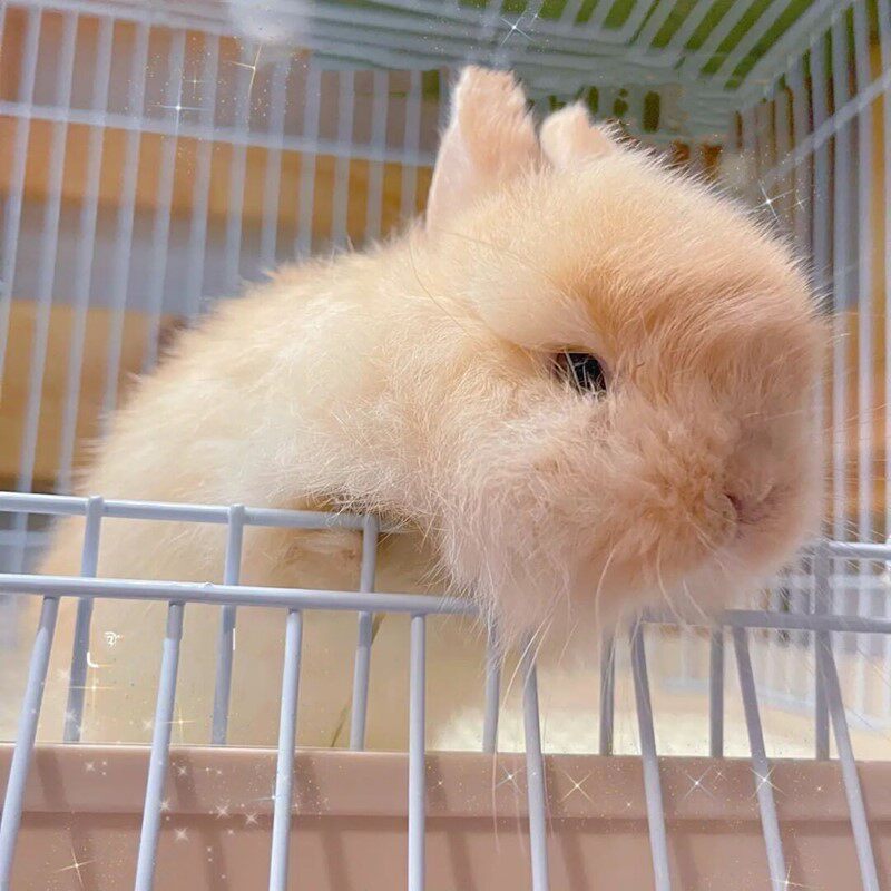 长不血统茶杯凤眼海棠侏儒网红白色大的二代兔