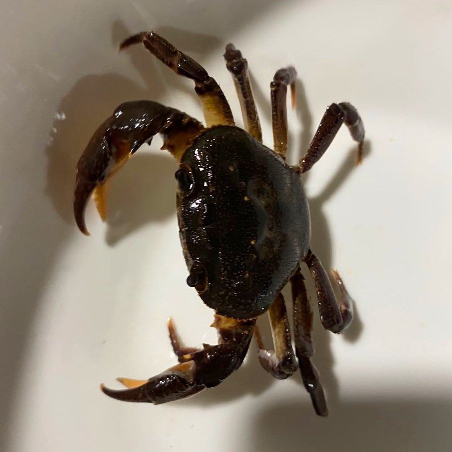 观赏河蟹溪蟹活体螃蟹水族宠物淡水鱼缸爬行蟹